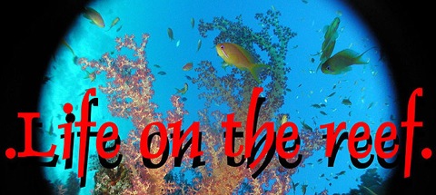 Life on the reef
